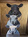 ©IdeB tableaux 3 tetes de moutons